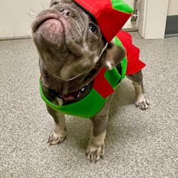 French Bulldog Puppies from Boise French Bulldogs