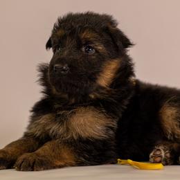 Yellow collar - Black and red male German Shepherd puppy in Plumas Lake, California from Zwinger Vom Greifjäger