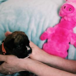 Peach girl - Brindle female Boxer puppy in Titusville, Florida from Saskobox