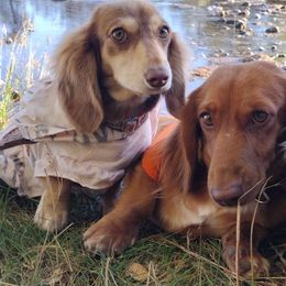 Dachshund puppies from Nikas Baby Beanz LH Dachshunds