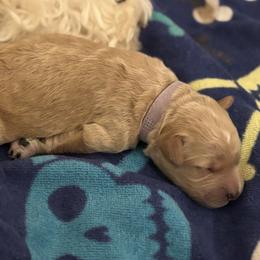 Girl 3 - female Goldendoodle puppy in Buford, Georgia from Guppy Puppies