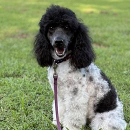 Jasmine - Poodle
