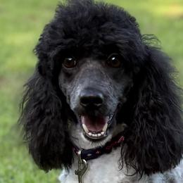 Jasmine - Poodle