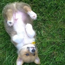 Pembroke Welsh Corgi Puppies from Wendy Munro
