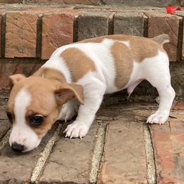 Sable and white piebald male - Sable and white male Teddy Roosevelt Terrier puppy in Russellville, Kentucky from Mud-E Acres Kennel