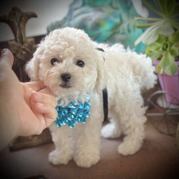 Boy 2 - White and cream male Bichon Frise puppy in Upland, California from Prime Paradise Kennel