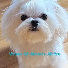 Versace - Maltese