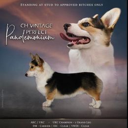 Panda - Pembroke Welsh Corgi