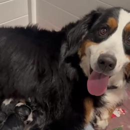 Pics coming soon - Black rust and white male Bernese Mountain Dog puppy in Yucaipa, California from Kiss The Doodlez