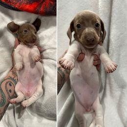 Dachshund Puppies from JnA Dachshunds