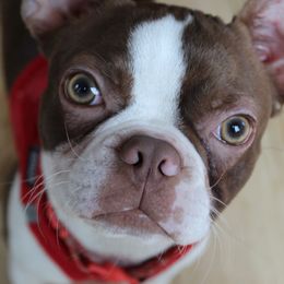 Winnie - Boston Terrier