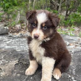 Early - Red tri male Miniature Australian Shepherd puppy in Berryville, Arkansas from 2Lazy2P Mini Aussies