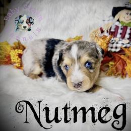 Nutmeg - Blue merle male Miniature Australian Shepherd puppy in Lubbock, Texas from Baby Storm Kennels
