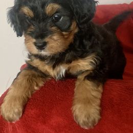 Bernedoodle Puppies from Hilary’s Doodle Ranch