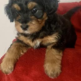 Bernedoodle Puppies from Hilary’s Doodle Ranch