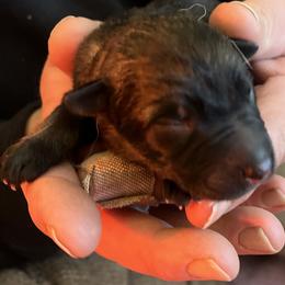 Pretty dark Sable girl - Sable female German Shepherd puppy in Grantsville, Utah from Vom Haus Denfors K9 - Working German Shepherds