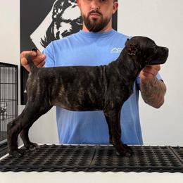 Female 2 - Black brindle female Cane Corso puppy in Cashion, Oklahoma from APEXOK Cane Corsos LLC