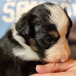 Border Collie Puppies from Bond Border Collies