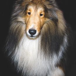 Marlo - Shetland Sheepdog