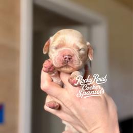 Biscuit - Buff and white male Cocker Spaniel puppy in Nashville, Arkansas from Rocky Road Puppies