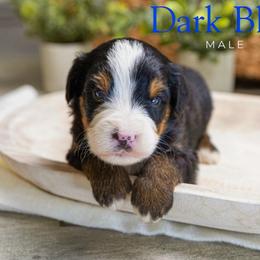 Dark Blue - Tri-color male Bernedoodle puppy in Alpharetta, Georgia from Doodles of Buckhead