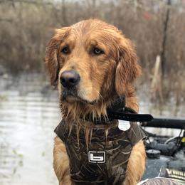 HRCH Gus MH  - Golden Retriever
