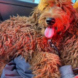 Rachel - Goldendoodle