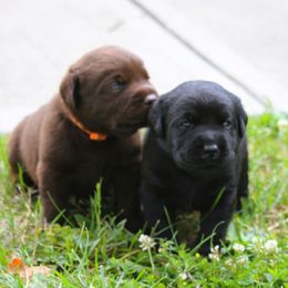 Labrador Retriever puppies from Prebleridge Acres