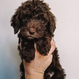 Goldendoodle Puppies from AZ Desert Doodles