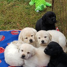 Labrador Retriever Puppies from Andover Meadow Farm
