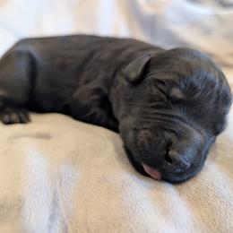 AKC Runa - Black female Giant Schnauzer puppy in Tombstone, Arizona from Vanguard Giants