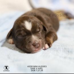 Ivy Red Tri Female - Red tri female Miniature Australian Shepherd puppy in Nacogdoches, Texas from TK Standard, Mini, & Toy Aussies