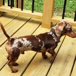Ringo - Dachshund