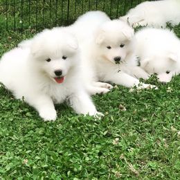 Samoyed Puppies from Icecrown Samoyeds