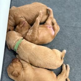 Goldendoodle Puppies from South Georgia Golden Doodle Ranch LLC