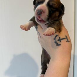 Flopsy- Full fluffy - Red male Pembroke Welsh Corgi puppy in Aberdeen, Washington from Coastal country Farms