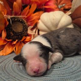 Male 2 - Blue merle male Aussiedoodle puppy in Mouth Of Wilson, Virginia from Holly Ridge Aussies, Aussiedoodles & Corgis
