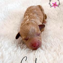 Cracker - Apricot male Maltipoo puppy in Kula, Hawaii from Toy Poodle & Maltipoo Maui