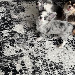 CKC Merle George - Merle male Chihuahua puppy in Brooklyn, New York from Cuties 4 You