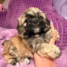 Holly Bear- Born Christmas Day - Black gold and white female Shihpoo puppy in Whitehall 18052, Pennsylvania from Lilli’s Shih tzus and Shih poos