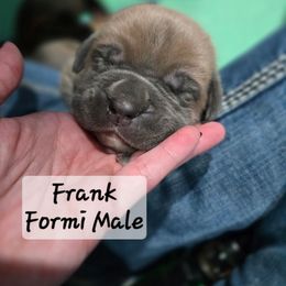 Boy 1 - Gray and fawn male Cane Corso puppy in Sandia, Texas from OneTime Cane Corso