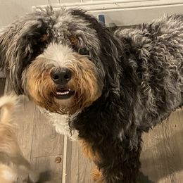Aussiedoodles from Good Home