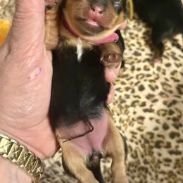 Bonnie - Black and tan female Yorkshire Terrier puppy in Tangipahoa County, Louisiana from Riche’ Louisiana Yorkies