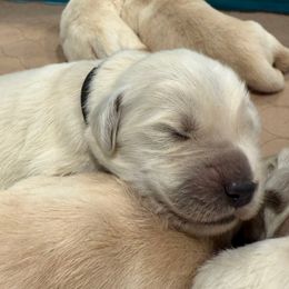 Batman - Light golden male Golden Retriever puppy in Oregon from Bliss Retrievers