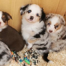 Miniature Australian Shepherds and Toy Australian Shepherds from Ashby Lou Aussies