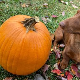 Dachshunds from R&Ds Darling Doxies