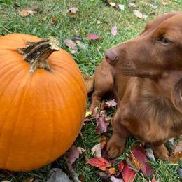Dachshunds from R&Ds Darling Doxies