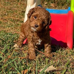 Jessie - Red  female Poodle puppy in Corinth, Mississippi from SnickerDoodlePups