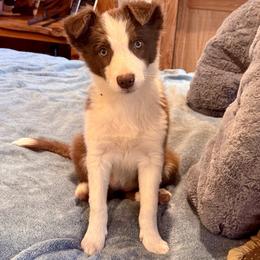 Border Collie Puppies from Nine Peaks Border Collies