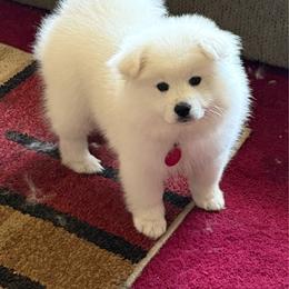 Bandito - White male American Eskimo Dog puppy in Redlands, California from Arctic Storm Kennels